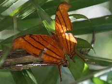 Aporophyla nigra - Ruddy Daggerwing-Schmetterling